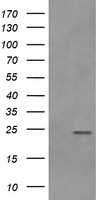 m05683 2 anti rab21 mouse monoclonal antibody clone id oti6f11 wb testing 1