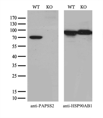 m05684 anti papss2 mouse monoclonal antibody clone id oti3h10 wb testing 2