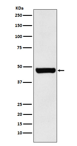 Western blot analysis of HSC70 Interacting Protein HIP expression in 293T cell lysate