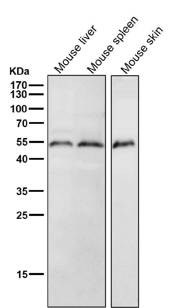 All lanes use the Antibody at 1:3K dilution for 1 hour at room temperature