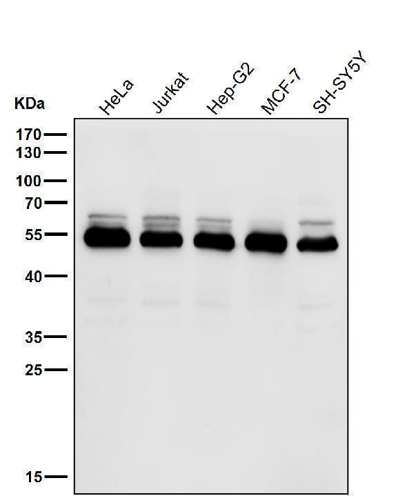 All lanes use the Antibody at 1:3K dilution for 1 hour at room temperature