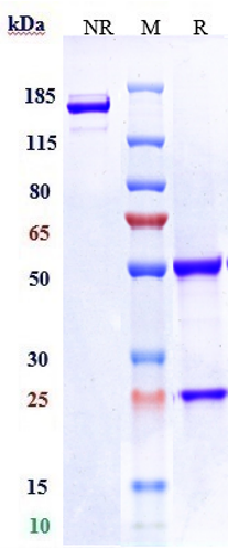 Anti-LIV-1/SLC39A6 Reference Antibody ((ladiratuzumab vedotin) on SDS-PAGE under reducing (R) condition