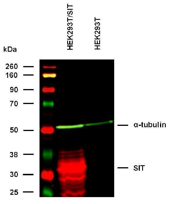 m05696 sit primary antibodies wb testing 1