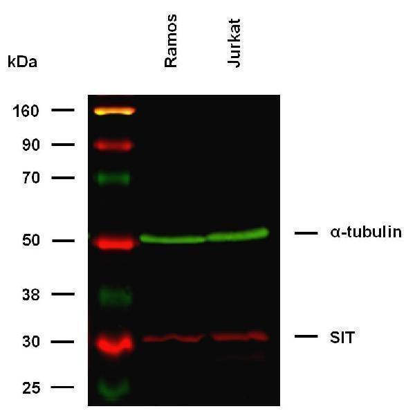 m05696 sit primary antibodies wb testing 2