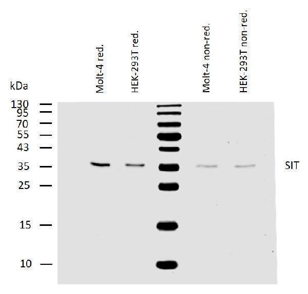 m05696 sit primary antibodies wb testing 3