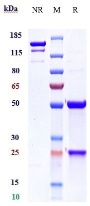 Anti-IL-22Ra Reference Antibody (ARGX-112) on SDS-PAGE under reducing (R) condition