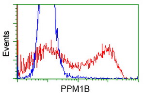 HEK293T cells transfected with either PPM1B (Myc-DDK-tagged) overexpress plasmid (Red) or empty vector control plasmid (Blue) were immunostained by anti-PPM1B antibody (M05731-1)