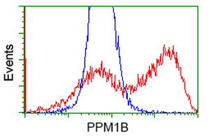 HEK293T cells transfected with either PPM1B (Myc-DDK-tagged) overexpress plasmid (Red) or empty vector control plasmid (Blue) were immunostained by anti-PPM1B antibody (M05731)