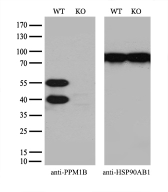 m05731 anti ppm1b mouse monoclonal antibody clone id oti3f2 wb testing 3