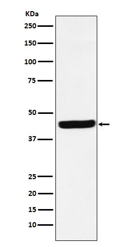 Western blot analysis of AHA1 expression in HepG2 cell lysate
