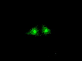 m05737 anti gbp2 mouse monoclonal antibody clone id oti5c8 if testing 15