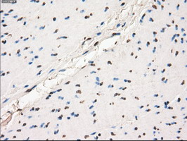 m05737 anti gbp2 mouse monoclonal antibody clone id oti5c8 ihc testing 10