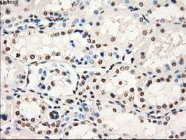 m05737 anti gbp2 mouse monoclonal antibody clone id oti5c8 ihc testing 12
