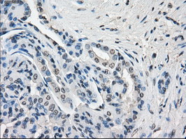 m05737 anti gbp2 mouse monoclonal antibody clone id oti5c8 ihc testing 13