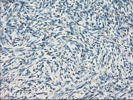 m05737 anti gbp2 mouse monoclonal antibody clone id oti5c8 ihc testing 3