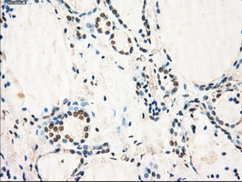 m05737 anti gbp2 mouse monoclonal antibody clone id oti5c8 ihc testing 5
