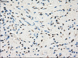 m05737 anti gbp2 mouse monoclonal antibody clone id oti5c8 ihc testing 7