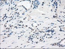 m05737 anti gbp2 mouse monoclonal antibody clone id oti5c8 ihc testing 8