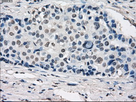 m05737 anti gbp2 mouse monoclonal antibody clone id oti5c8 ihc testing 9