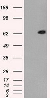 m05737 anti gbp2 mouse monoclonal antibody clone id oti5c8 wb testing 1