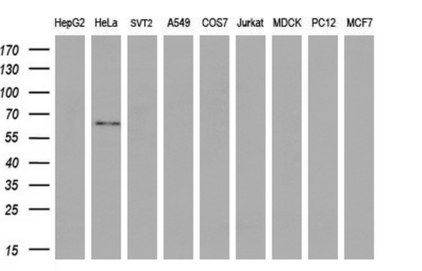 m05737 anti gbp2 mouse monoclonal antibody clone id oti5c8 wb testing 2