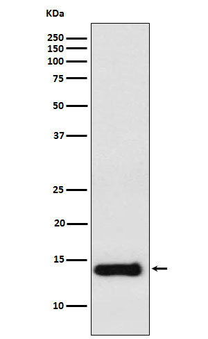 Western blot analysis of PROK1 expression in Raw264