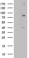 m05757 anti ehhadh mouse monoclonal antibody clone id oti2c4 wb testing 1