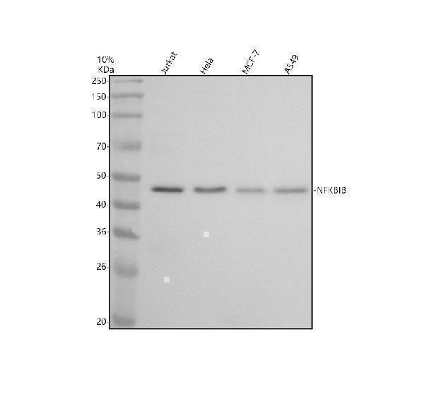 m05766 nfkbib primary antibodies wb testing 1