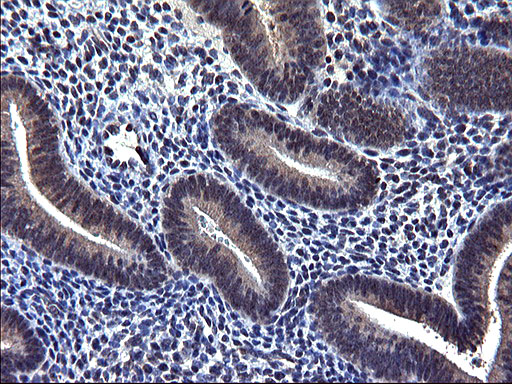 m05772 1 anti txndc5 mouse monoclonal antibody clone id oti2e6 ihc testing 3