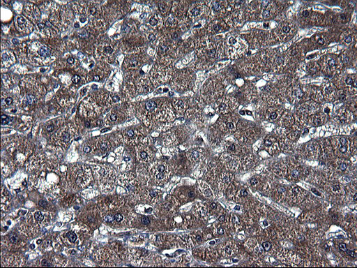 m05772 1 anti txndc5 mouse monoclonal antibody clone id oti2e6 ihc testing 9
