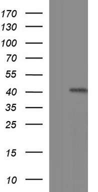 m05772 1 anti txndc5 mouse monoclonal antibody clone id oti2e6 wb testing 1