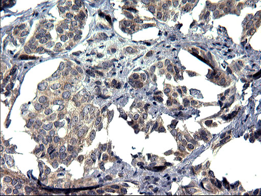 m05772 2 anti txndc5 mouse monoclonal antibody clone id oti1c3 ihc testing 5