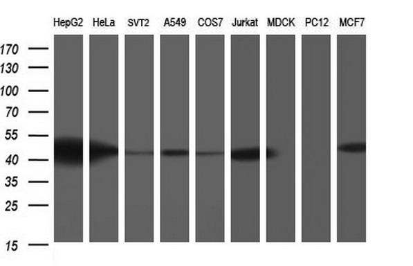 Western blot analysis of extracts (35ug) from 9 different cell lines by using anti-TXNDC5 monoclonal antibody (HepG2: human; HeLa: human; SVT2: mouse; A549: human; COS7: monkey; Jurkat: human; MDCK: canine; PC12: rat; MCF7: human)