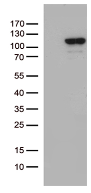 m05775 anti mcf2 mouse monoclonal antibody clone id oti2c12 wb testing 1