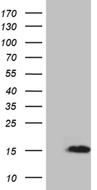 HEK293T cells were transfected with the pCMV6-ENTRY control (Left lane) or pCMV6-ENTRY NRGN (Right lane) cDNA for 48 hrs and lysed
