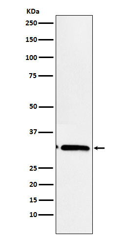 m05782 1 wb
