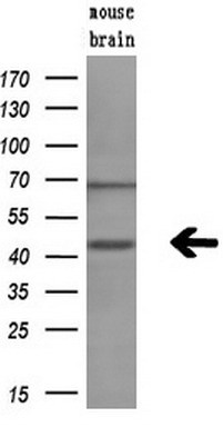Western blot analysis of extracts (10ug) from a mouse tissue by using anti-GMDS monoclonal antibody (1:200)