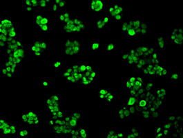 m05806 anti hnrnp f hnrnpf mouse monoclonal antibody clone id oti5f5 if testing 12