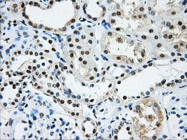 m05806 anti hnrnp f hnrnpf mouse monoclonal antibody clone id oti5f5 ihc testing 7