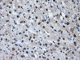 m05806 anti hnrnp f hnrnpf mouse monoclonal antibody clone id oti5f5 ihc testing 8