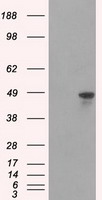 m05806 anti hnrnp f hnrnpf mouse monoclonal antibody clone id oti5f5 wb testing 1