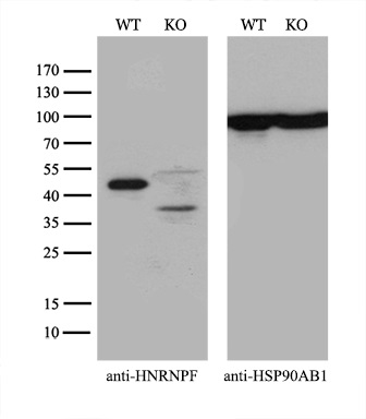 Equivalent amounts of cell lysates (10 ug per lane) of wild-type 293T cells (WT) and HNRNPF-Knockout 293T cells (KO) were separated by SDS-PAGE and immunoblotted with anti-HNRNPF monoclonal antibody M05806