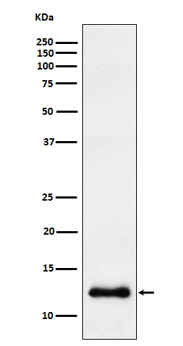 Western blot analysis of CCL23 expression in HepG2 cell lysate