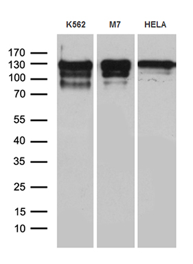 Western blot analysis of extracts (35ug) from 3 different cell lines by using anti-NCOA7 monoclonal antibody (1:500)