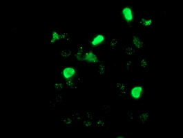m05816 anti lim1 lhx1 mouse monoclonal antibody clone id oti2d5 if testing 10