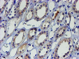 m05816 anti lim1 lhx1 mouse monoclonal antibody clone id oti2d5 ihc testing 6