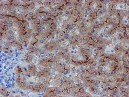 m05816 anti lim1 lhx1 mouse monoclonal antibody clone id oti2d5 ihc testing 7