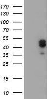 m05816 anti lim1 lhx1 mouse monoclonal antibody clone id oti2d5 wb testing 1