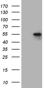 m05823 anti phlda1 mouse monoclonal antibody clone id oti4d9 wb testing 1