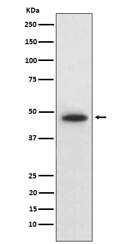 Western blot analysis of Wnt5b expression in HepG2 cell lysate